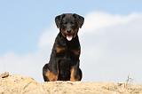 BEAUCERON - PUPPIES 128